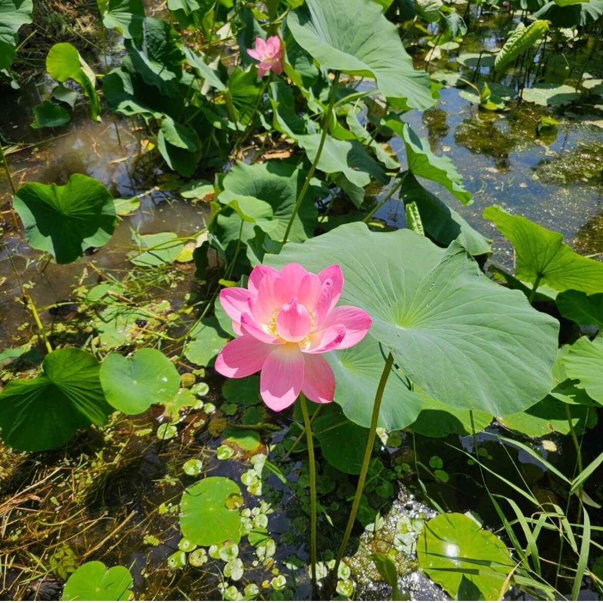 세미원 연꽃축제