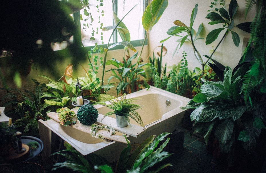 실내에서 식물을 키우기 좋은 화분 &amp; 배치 방법 🌿🏡