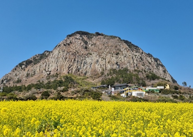 산방산 유채꽃밭