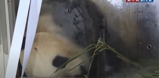 중국에 도착한 푸바오