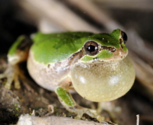 개구리 나오는 꿈