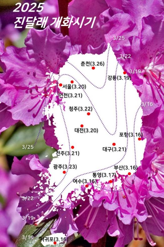 2025 진달래 개화시기 이미지