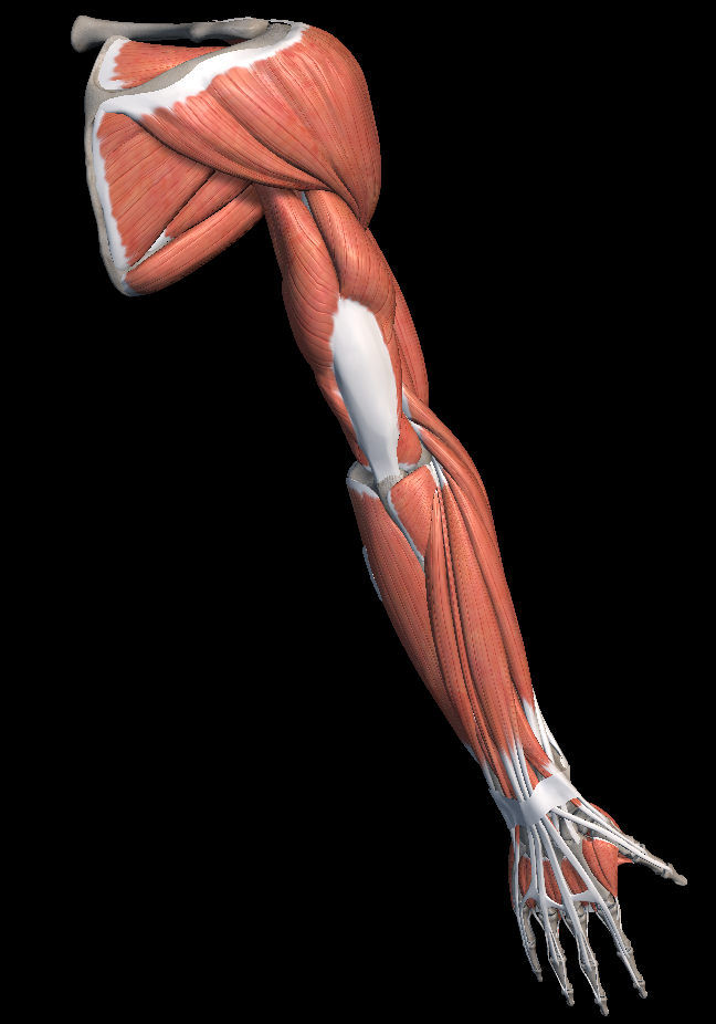 근육통 빨리 푸는법