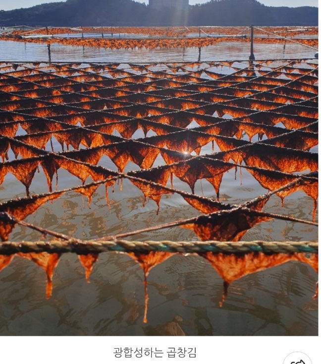 6시내고향-태안-곱창김-태안김장수