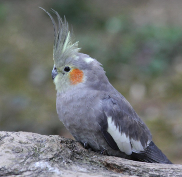 앵무새 먹이 비교 분석