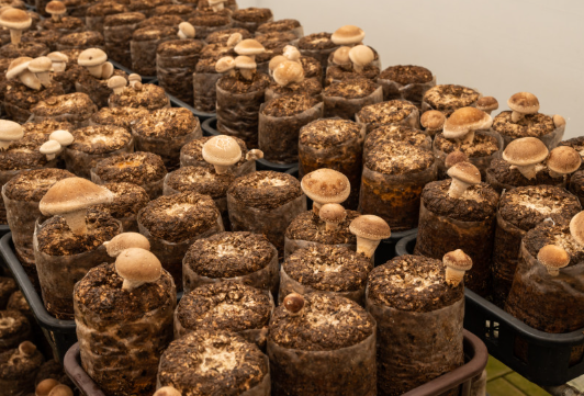 표고마루 버섯랜드