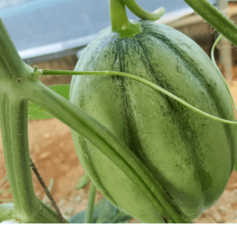 생거진천 이원농장