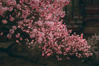 창덕궁 만첩홍매화 개화시기 명소_23