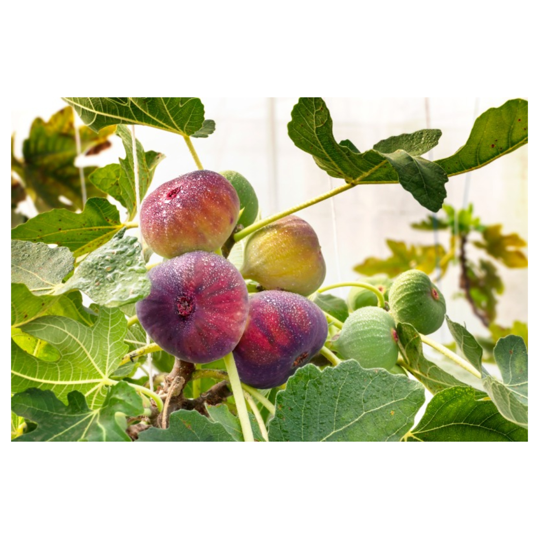 무화과와 관련된 사진입니다.