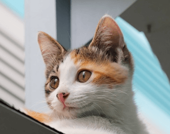 반려동물행동지도사