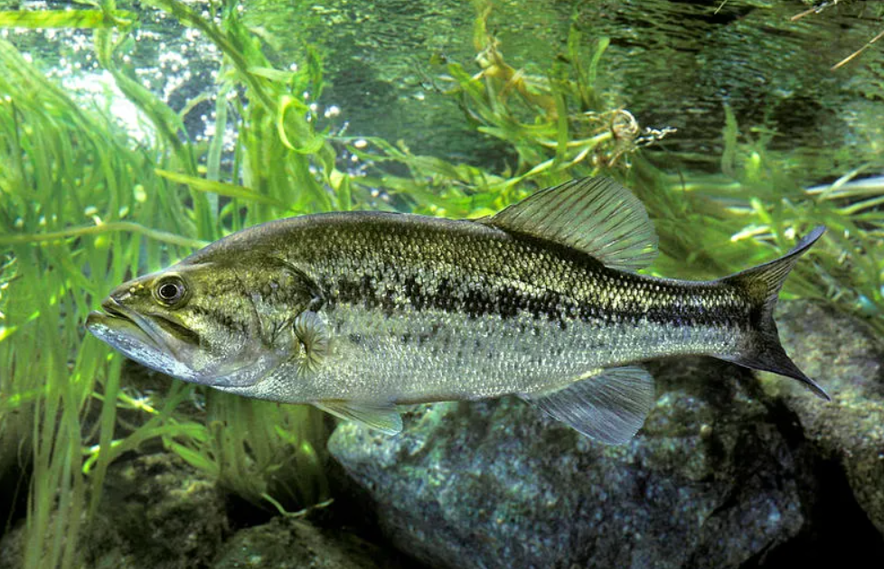 배스 낚시 채비 &amp; 포인트 총정리