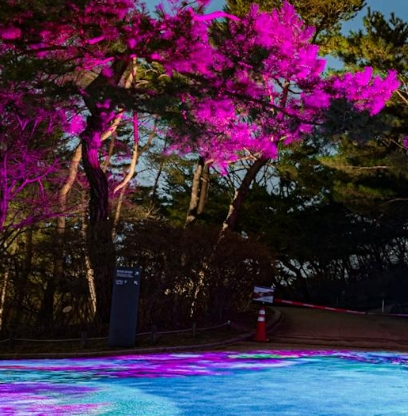 서울야경명소 창경궁 물빛연화