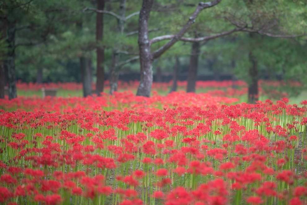 한림공원 부겐빌레아 축제