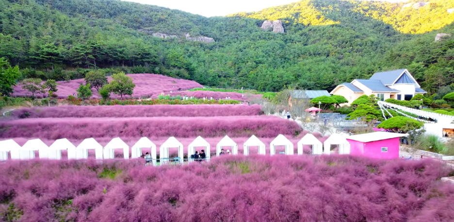 고창 꽃객 프로젝트
