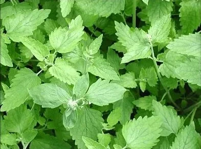 보기 좋고 해충도 쫓는, 집 안 식물 BEST 7