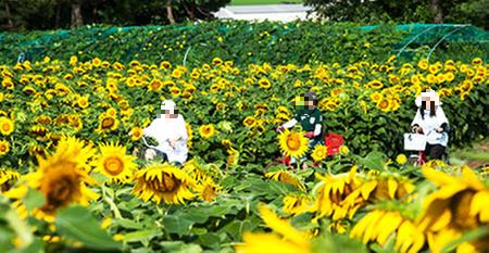 강주 해바라기 축제
