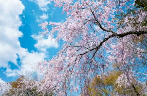 봄날의 경주 데이트&amp;#44; 벚꽃과 한옥 지붕 뷰를 품은 황리단길 고즈넉한 노키즈존 카페