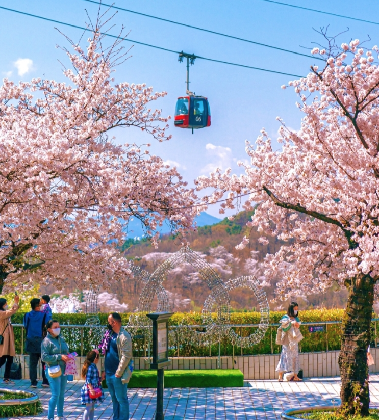 2025년 벚꽃 개화 시기&#44; 전국 벚꽃 명소 3분 정리