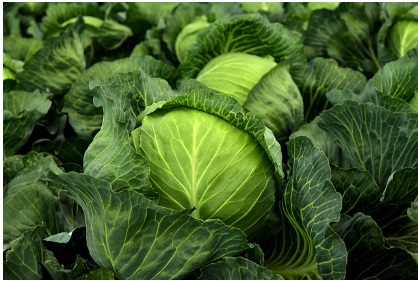 대형마트 절임배추 예약판매 가격비교 이마트 홈플 롯데 농협