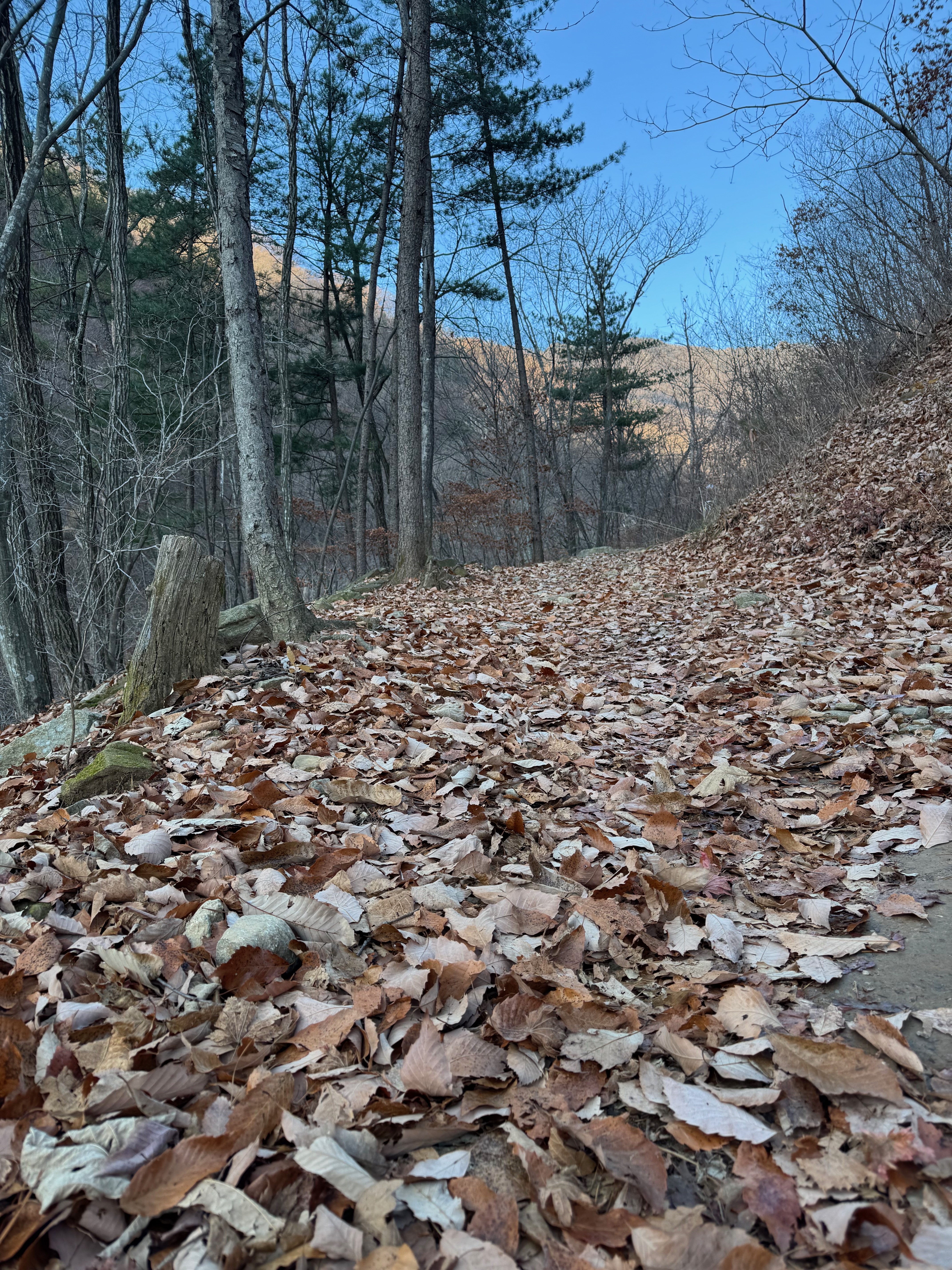 명지산 낙엽