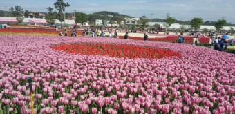 태안 안면도 튤립축제