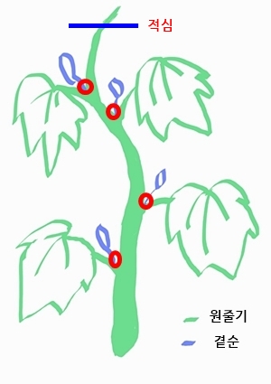 오이 순지르기 순자르기 적심