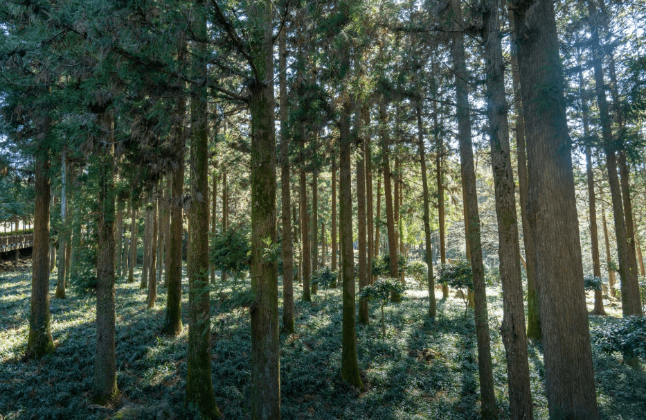 우드랜드 편백숲