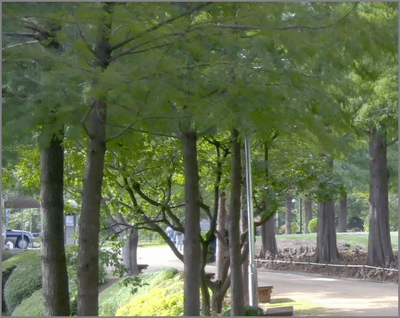 청남대 홈페이지 예약접수, 입장료, 주차비 총정리