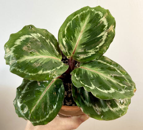 손으로 만지는 촉각 힐링 식물