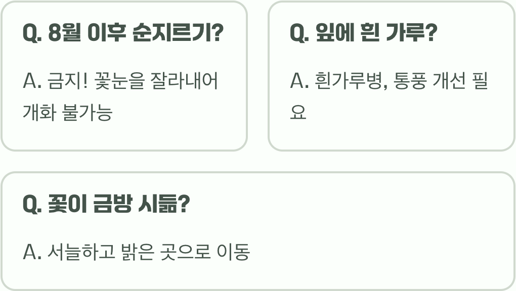동글동글 폼폼국화 키우기 A to Z (모종 심기부터)