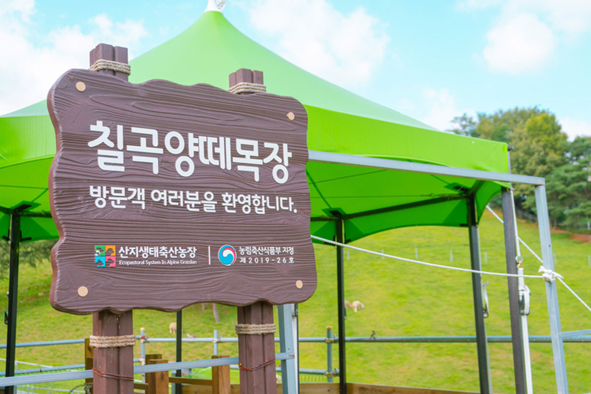 대구 근교 주말 나들이 칠곡 양떼목장 