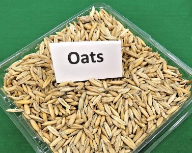 당뇨에 좋은 음식