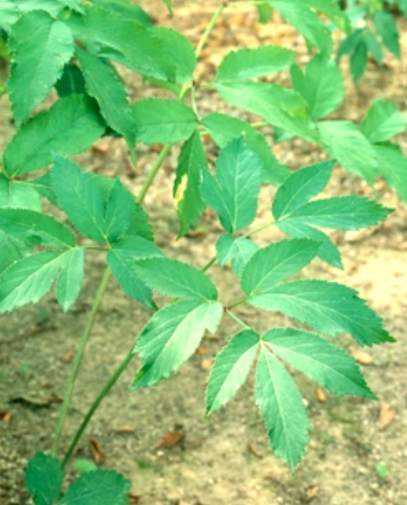 강활 관련 사진