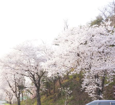 관악구 벚꽃