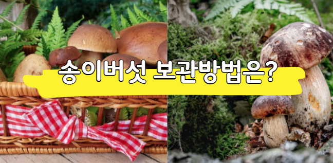 송이버섯 보관방법 (계절별, 냉장, 냉동보관) 총정리