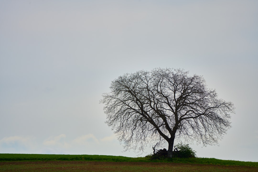Inheritance