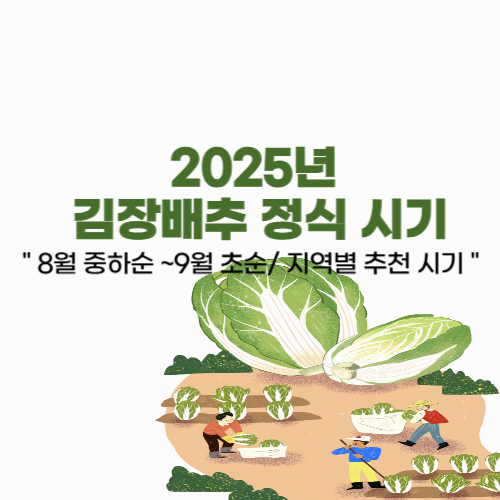 2025년 김장배추 심는 시기와 지역별 재배 캘린더