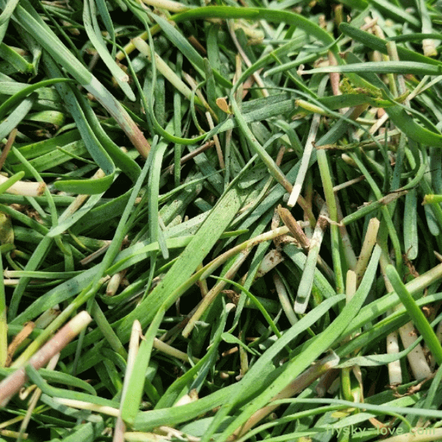 초벌 부추 효능