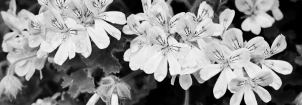 제라늄 종류: 향 제라늄 (캡피타튬)