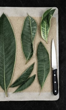 산세베리아 잎꽂이