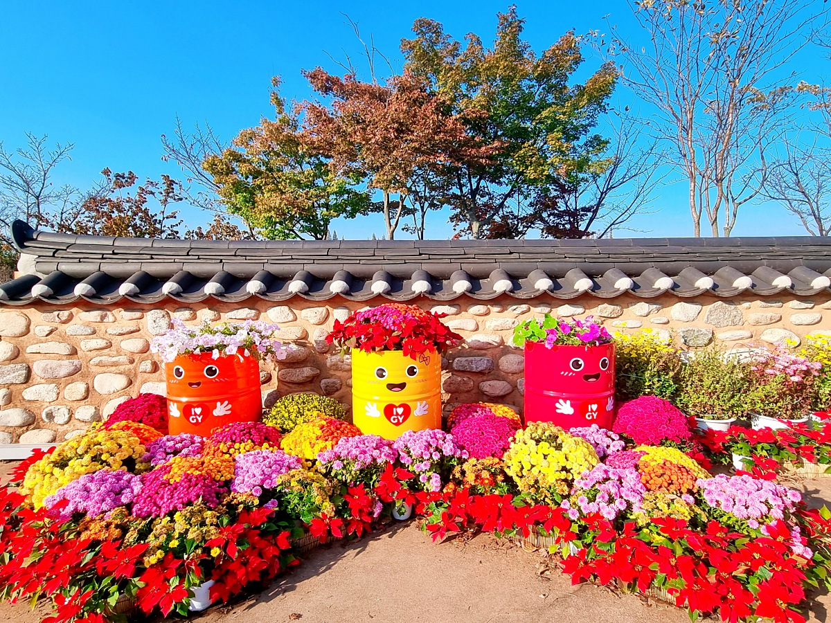 2024 인천 계양 아라온 가을꽃 전시회&amp;#44; 국화 축제(~11.10.): 야경&amp;#44; 아라뱃길&amp;#44; 전통놀이 체험