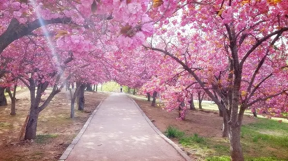 불국사 겹벚꽃 사진