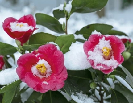 겨울 꽃 동백나무