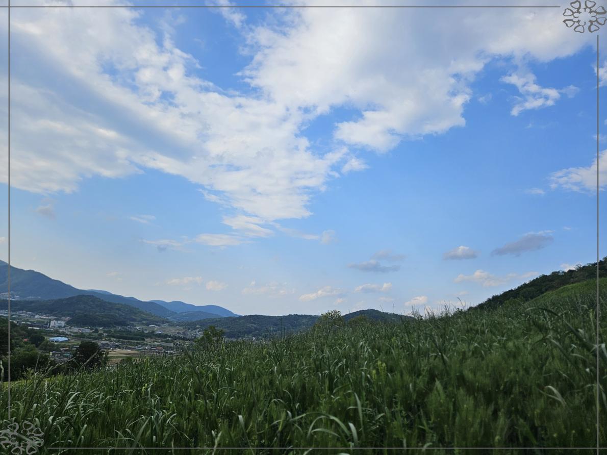 아침 들판 정경