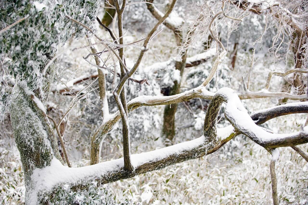 제주 한라산 등산 가능 날짜 확인법 및 실시간 정보