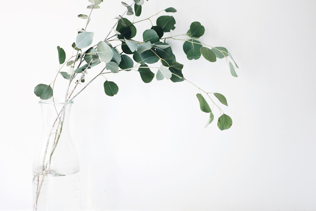 Plant