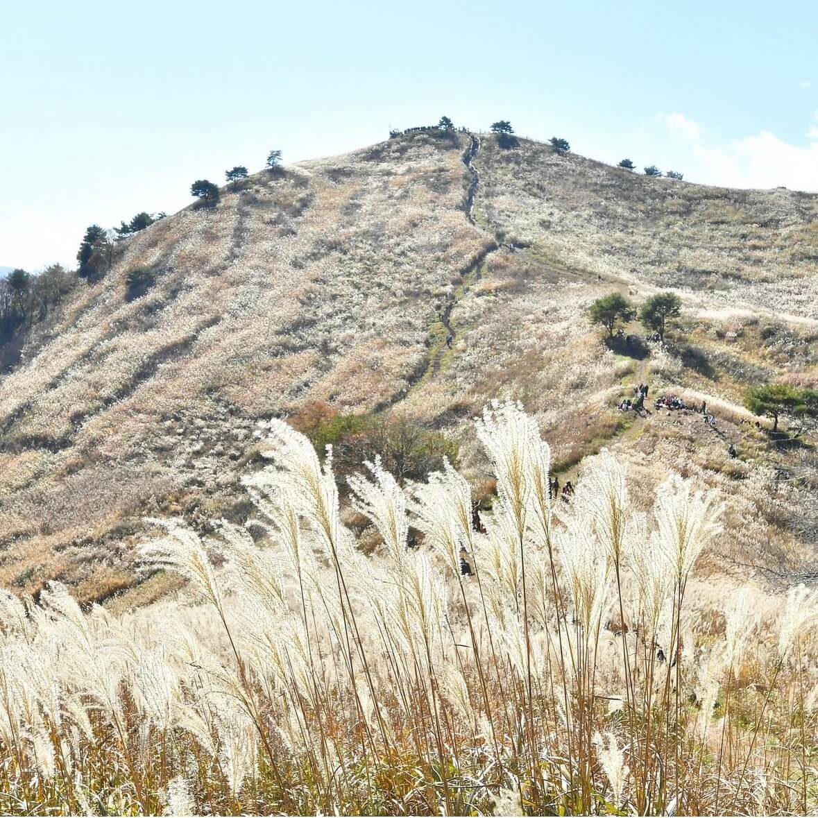 민둥산 억새꽃축제