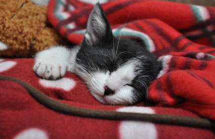 잠자는 아기 고양이.