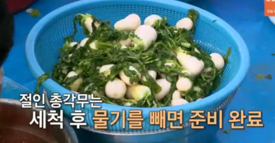 총각무 절인후 물기 빼기