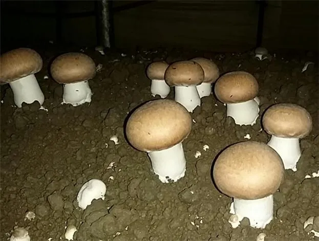 양송이버섯 재배 배지 준비 온도 습도 수확 정리_5